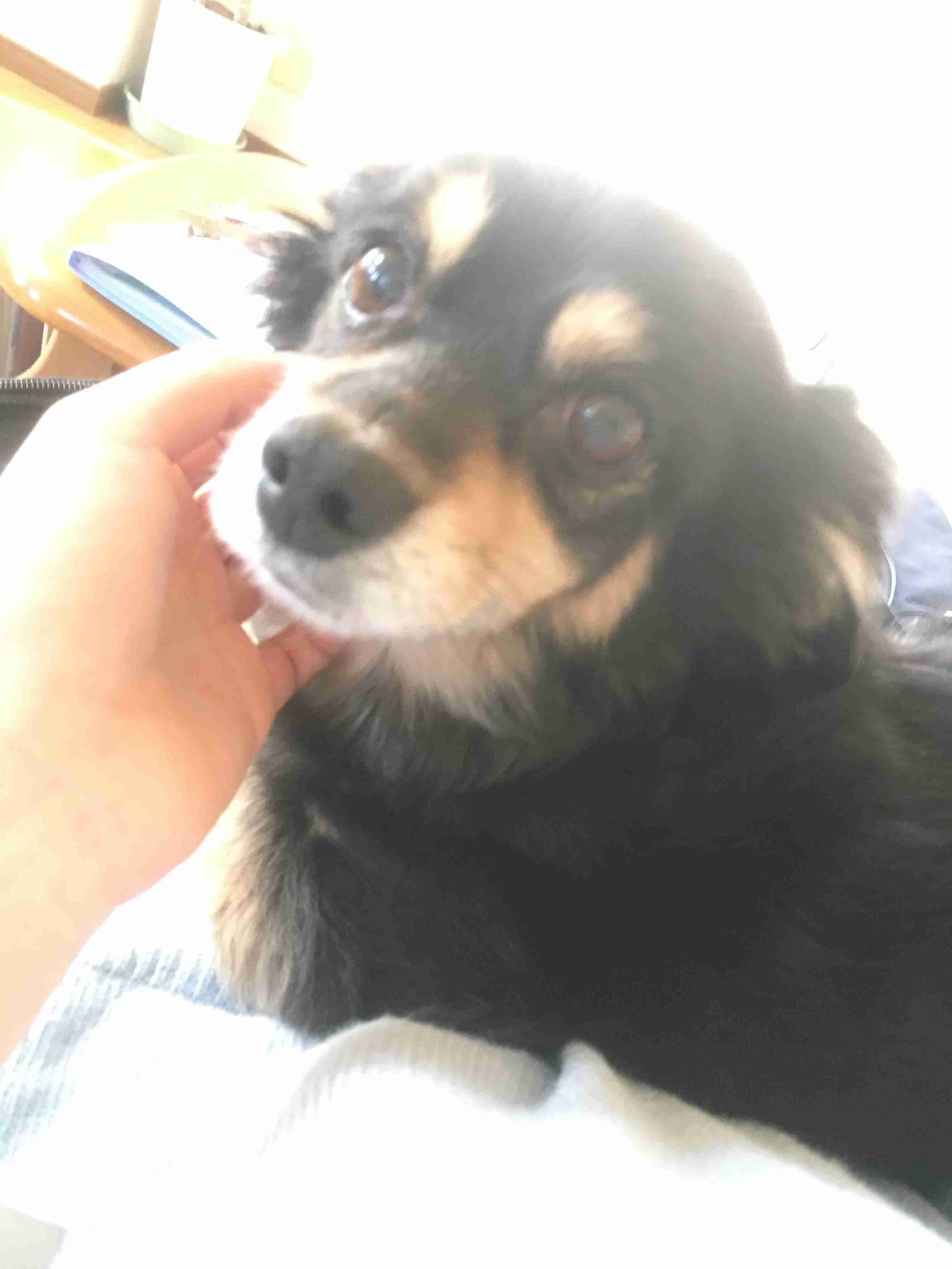 【お盆なので】昔飼っていた犬・猫の写真ありませんか?