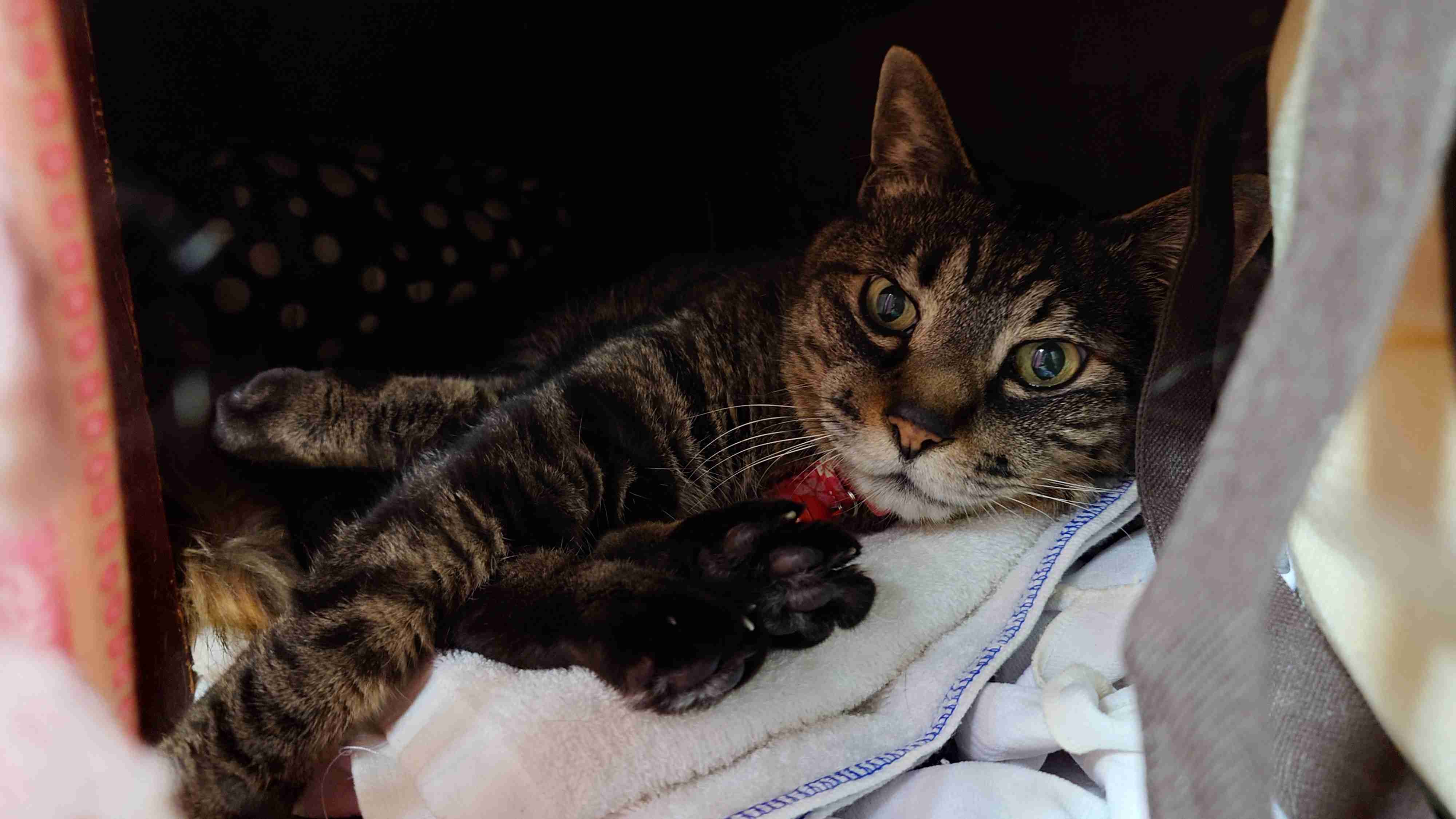 【お盆なので】昔飼っていた犬・猫の写真ありませんか?