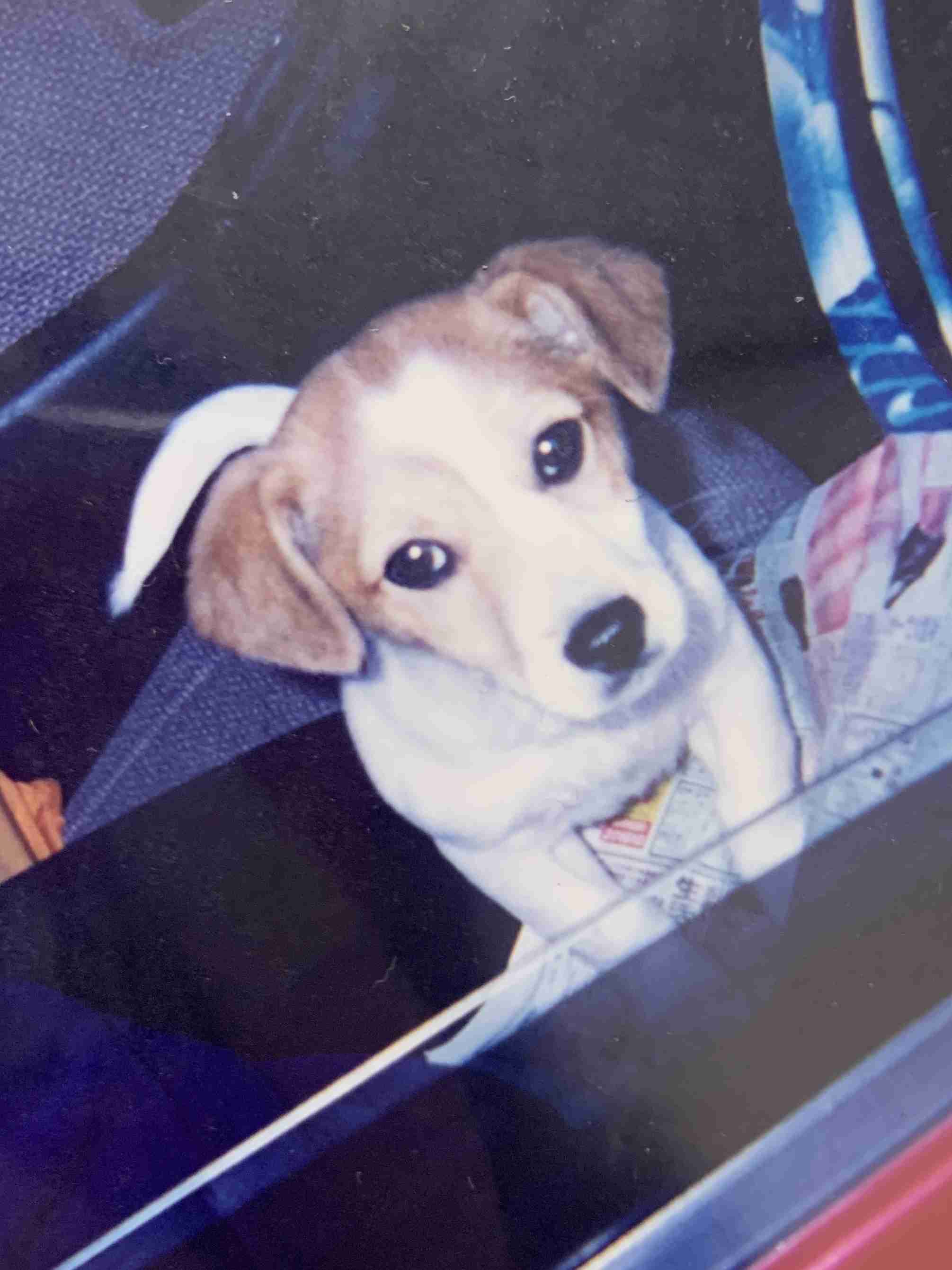 【お盆なので】昔飼っていた犬・猫の写真ありませんか?