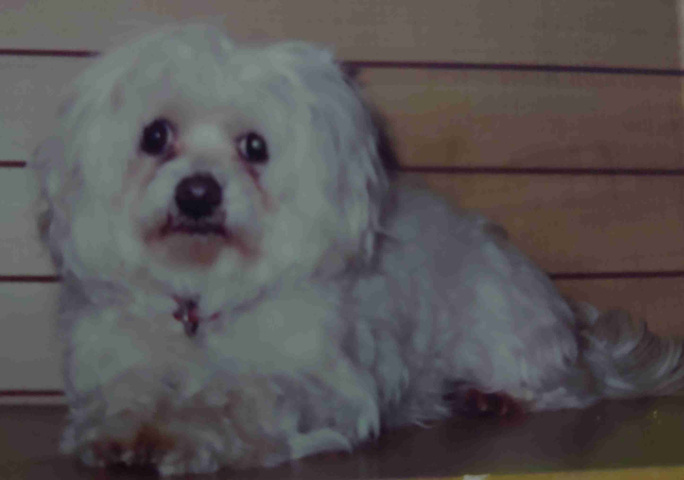 【お盆なので】昔飼っていた犬・猫の写真ありませんか?