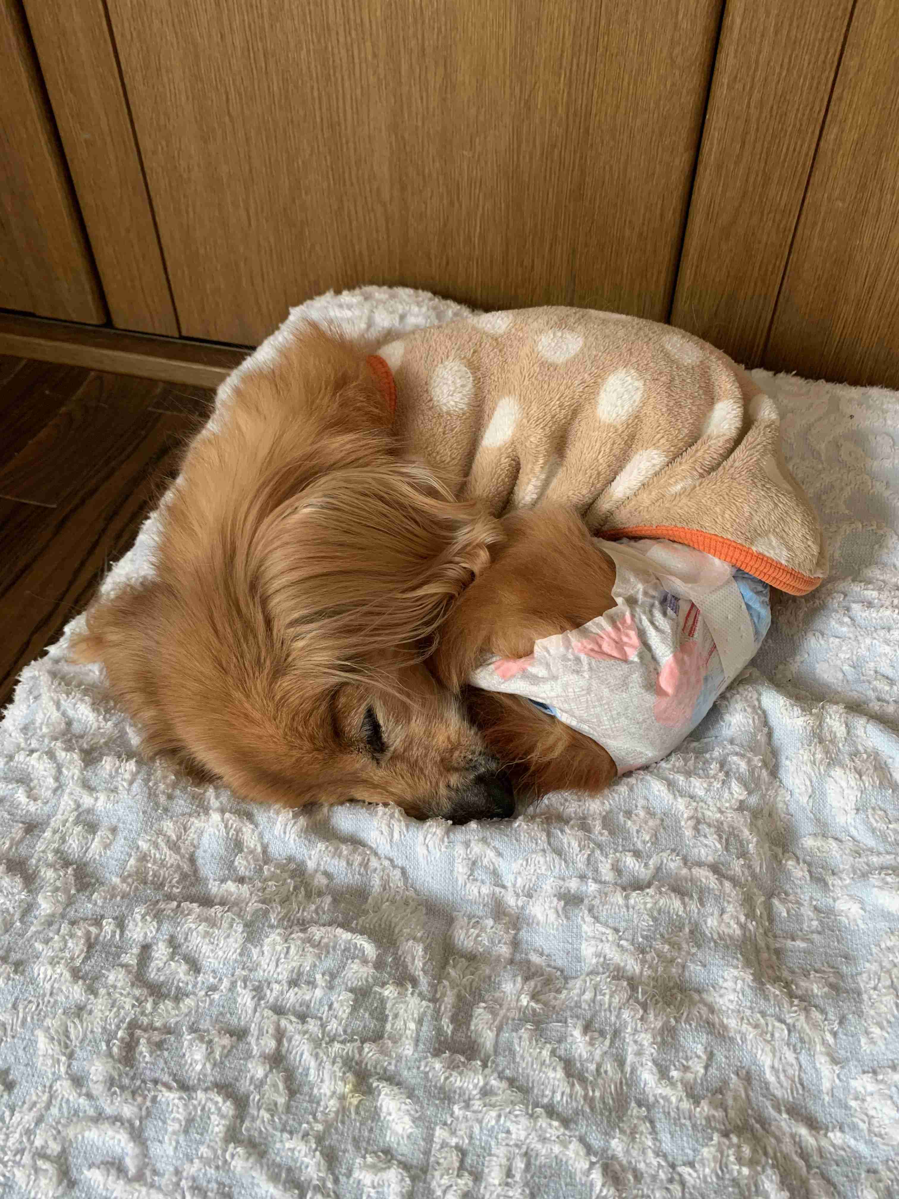 【お盆なので】昔飼っていた犬・猫の写真ありませんか?