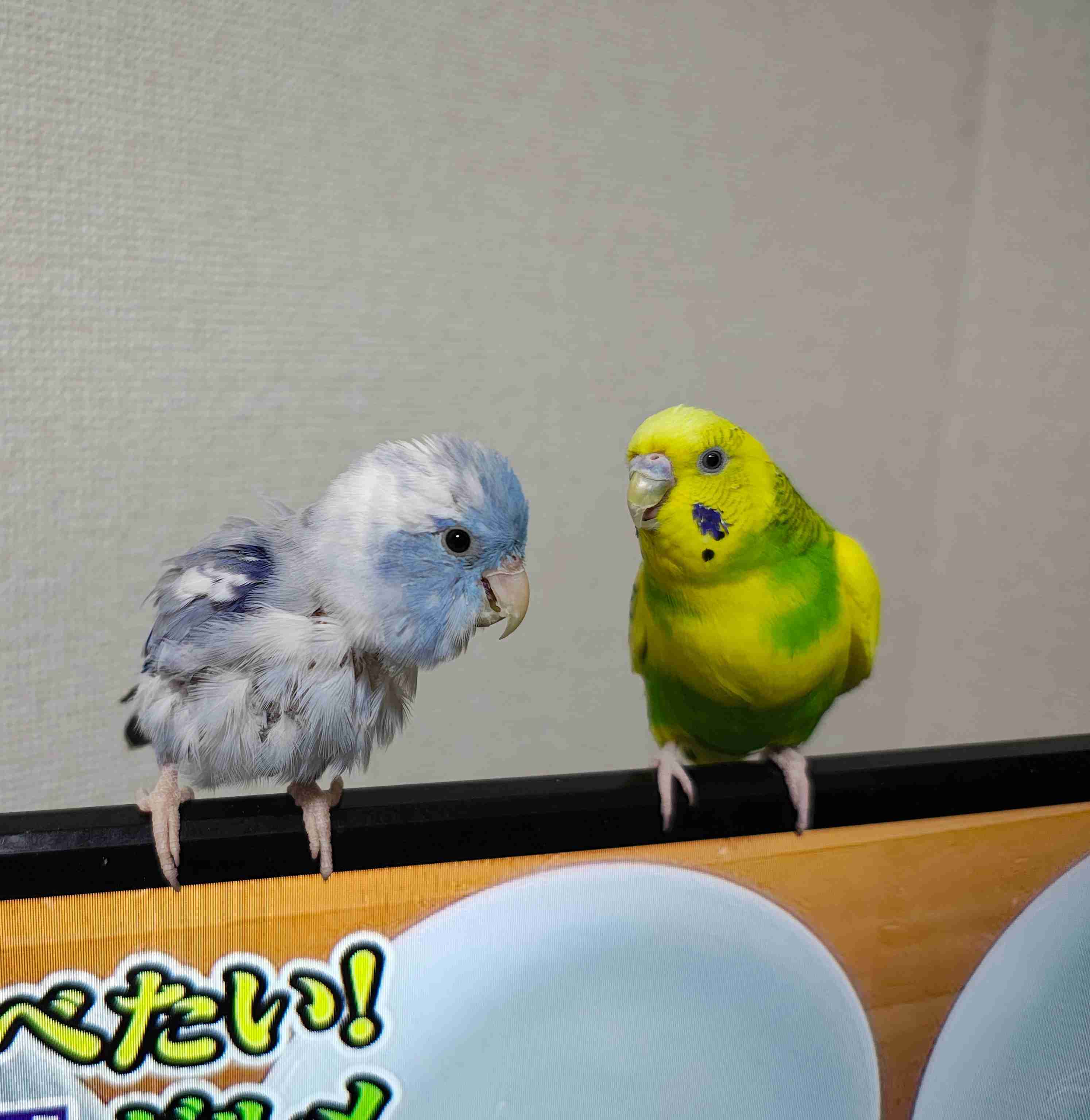 【オウム・インコ】鳥を飼っている人・鳥が好きな人【文鳥・梟】part5