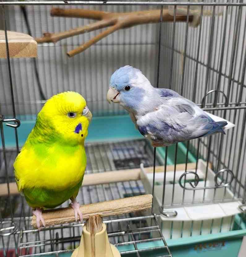 【オウム・インコ】鳥を飼っている人・鳥が好きな人【文鳥・梟】part5