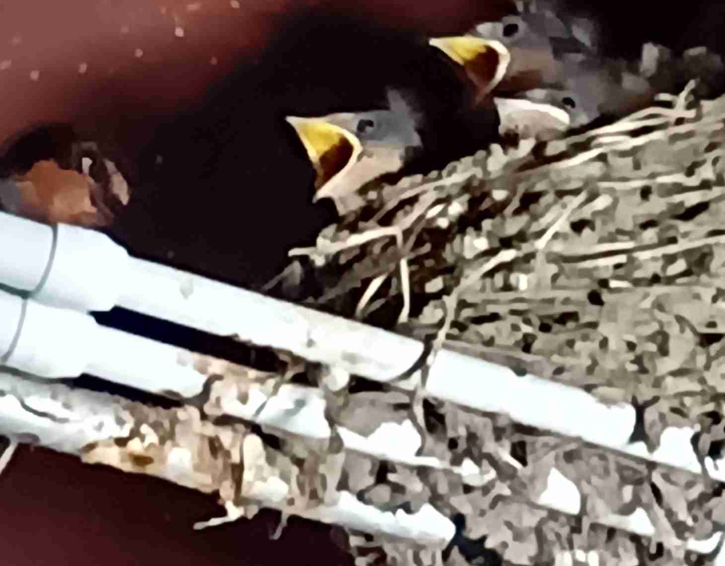 【オウム・インコ】鳥を飼っている人・鳥が好きな人【文鳥・梟】part5
