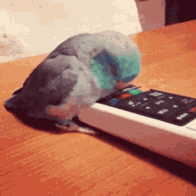 【オウム・インコ】鳥を飼っている人・鳥が好きな人【文鳥・梟】part5