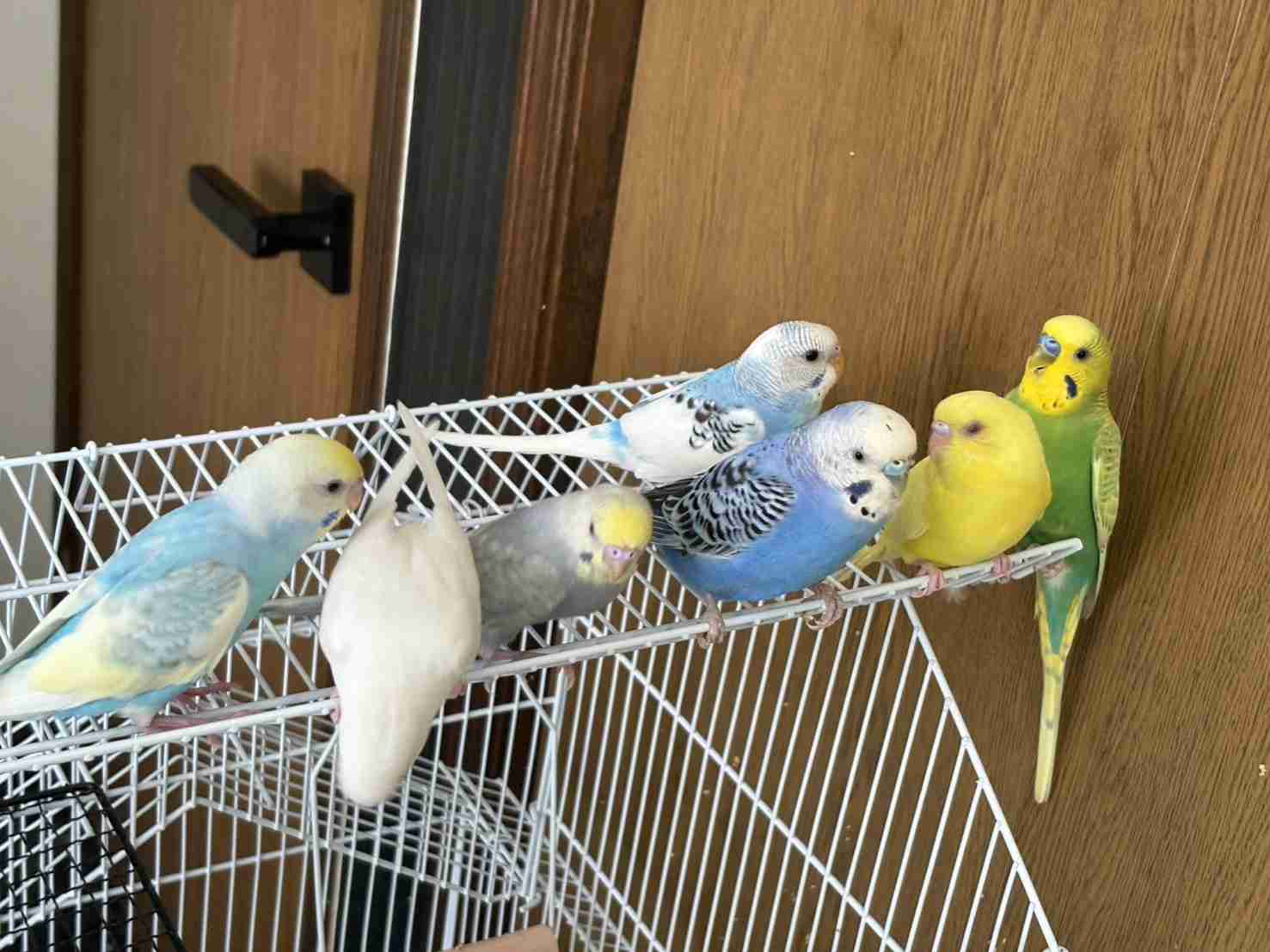 【オウム・インコ】鳥を飼っている人・鳥が好きな人【文鳥・梟】part5