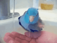 【オウム・インコ】鳥を飼っている人・鳥が好きな人【文鳥・梟】part5