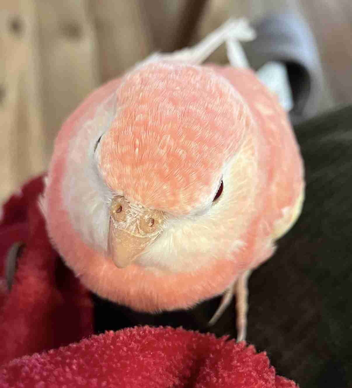 【オウム・インコ】鳥を飼っている人・鳥が好きな人【文鳥・梟】part5