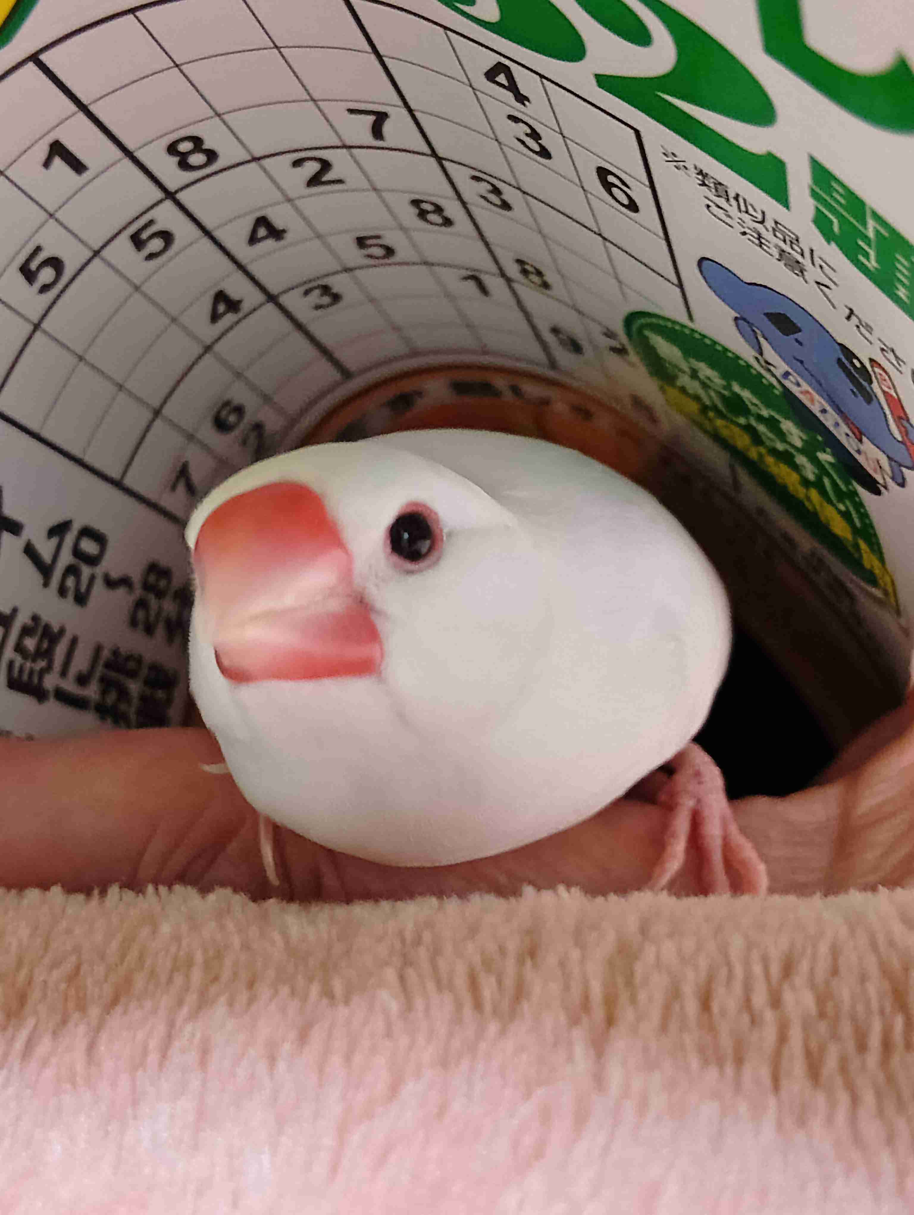 【オウム・インコ】鳥を飼っている人・鳥が好きな人【文鳥・梟】part5