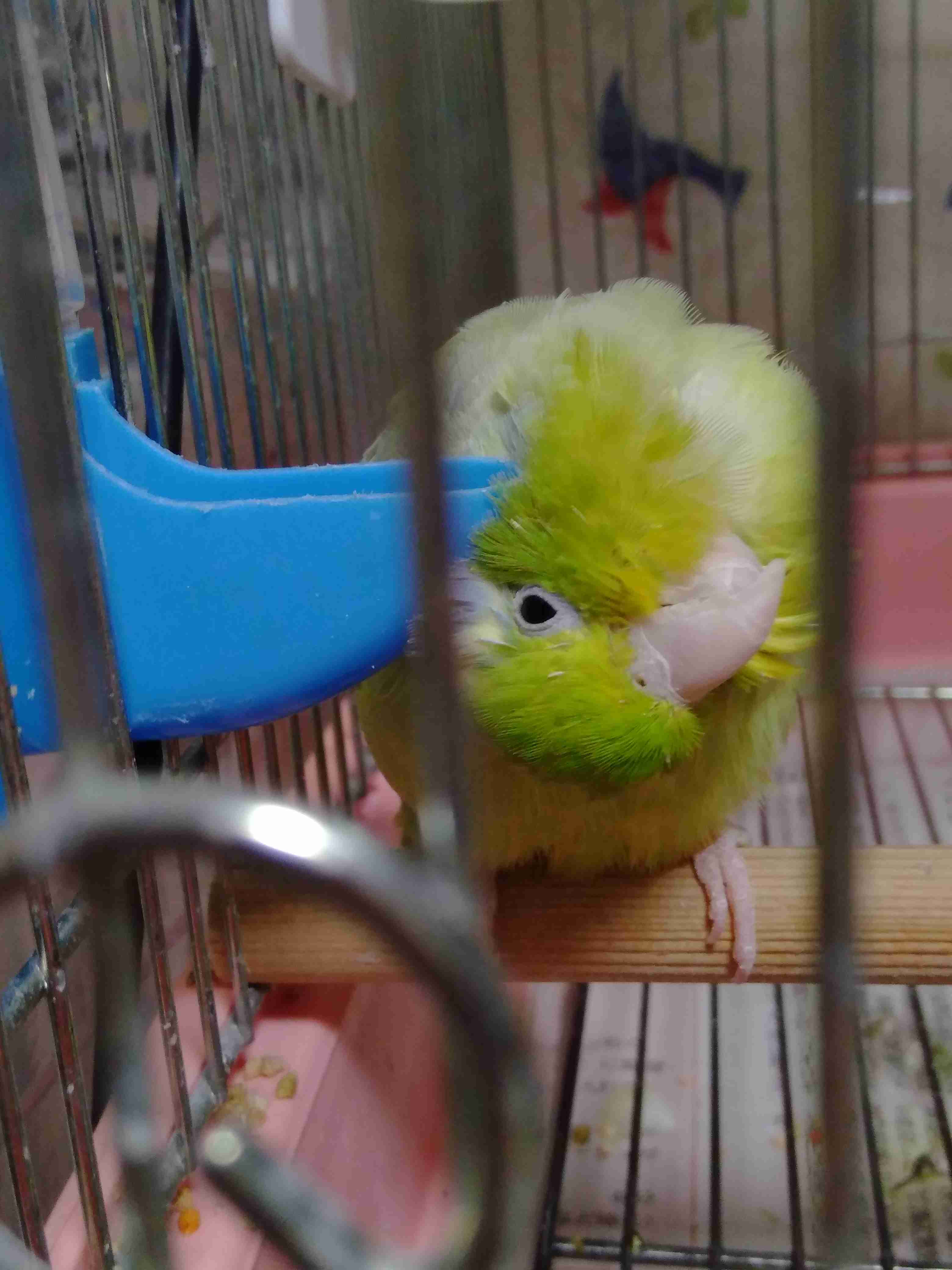 【オウム・インコ】鳥を飼っている人・鳥が好きな人【文鳥・梟】part5