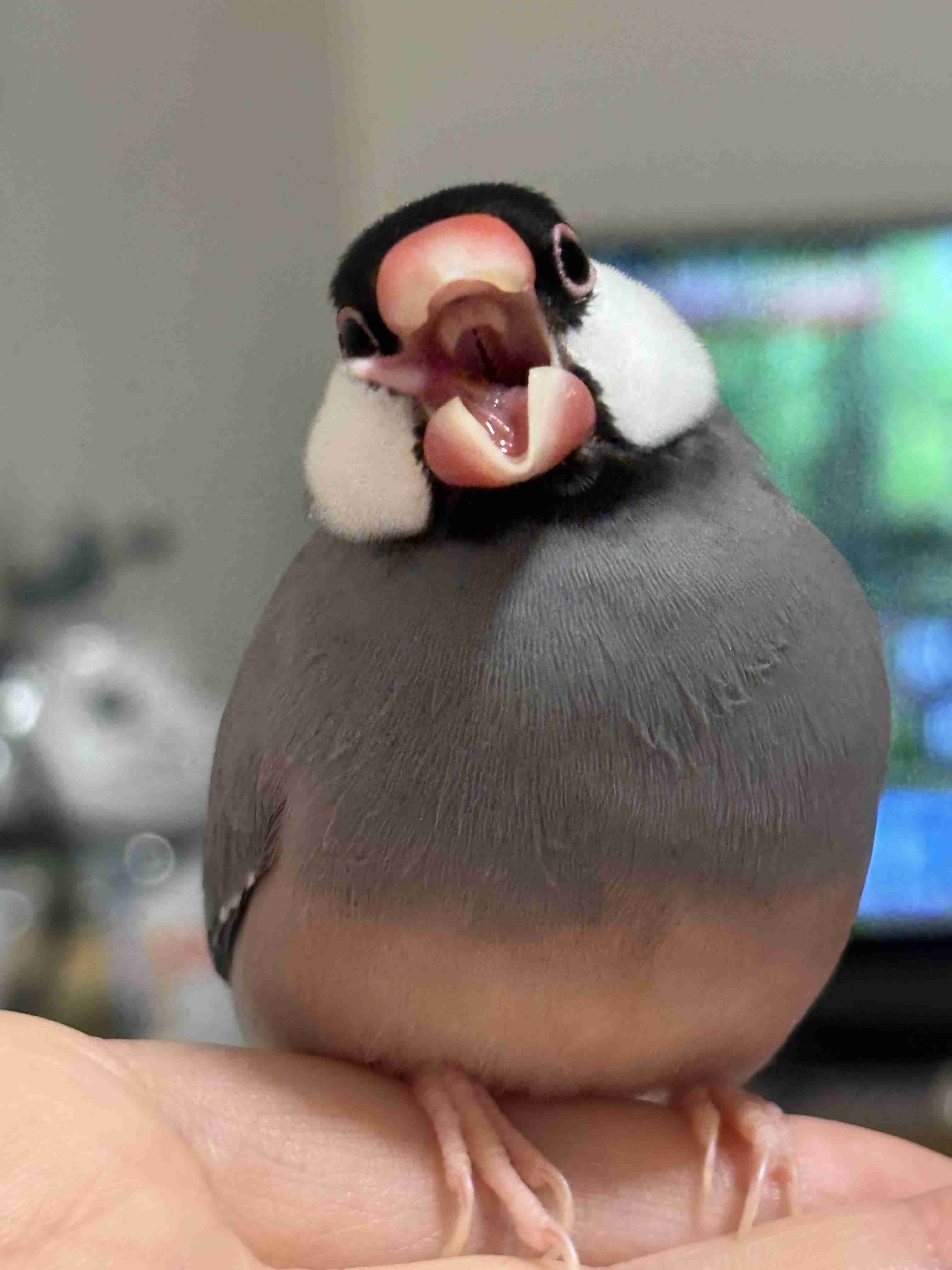 【オウム・インコ】鳥を飼っている人・鳥が好きな人【文鳥・梟】part5