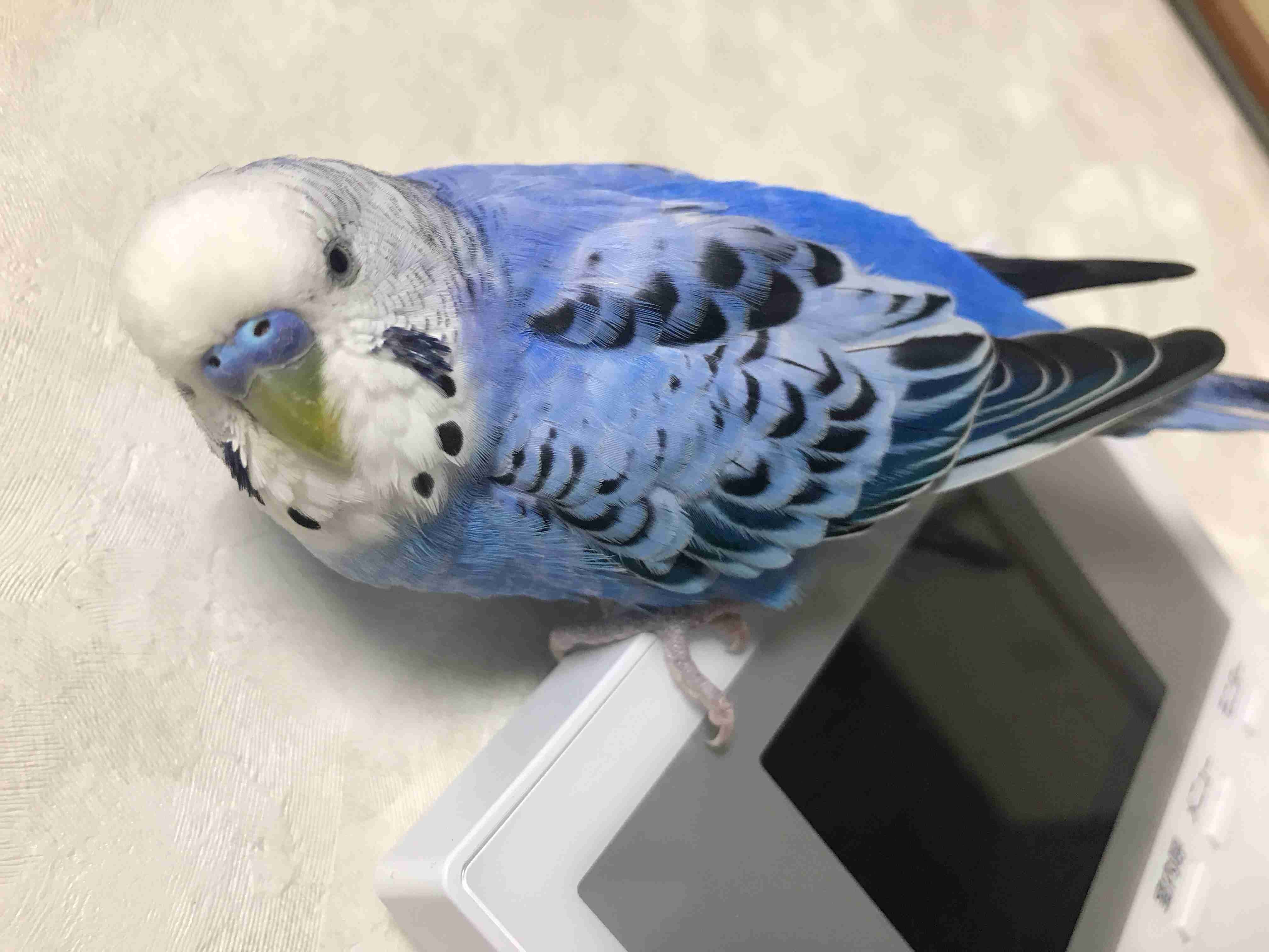 【オウム・インコ】鳥を飼っている人・鳥が好きな人【文鳥・梟】part5
