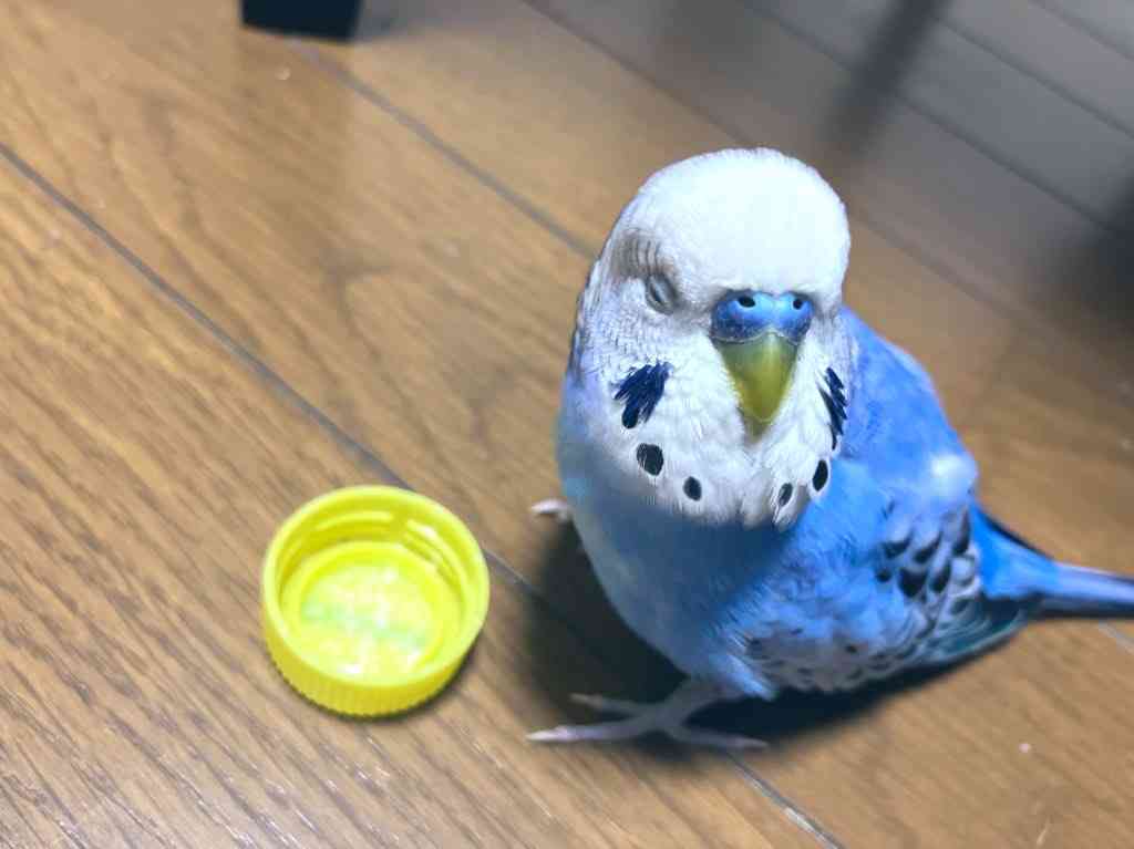 【オウム・インコ】鳥を飼っている人・鳥が好きな人【文鳥・梟】part5