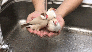 【オウム・インコ】鳥を飼っている人・鳥が好きな人【文鳥・梟】part5