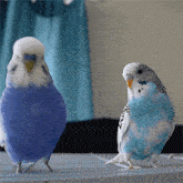 【オウム・インコ】鳥を飼っている人・鳥が好きな人【文鳥・梟】part5