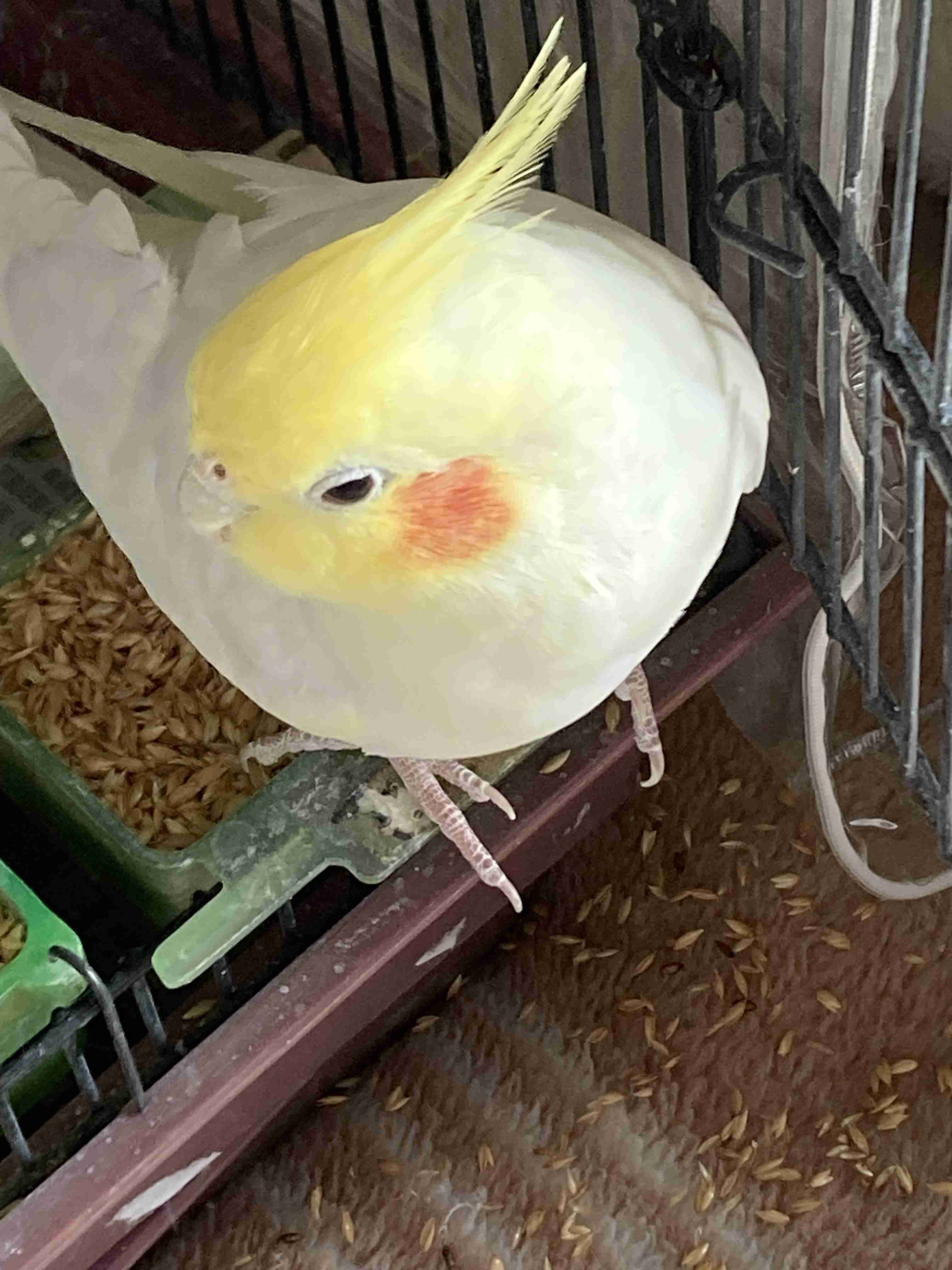 【オウム・インコ】鳥を飼っている人・鳥が好きな人【文鳥・梟】part5