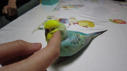 【オウム・インコ】鳥を飼っている人・鳥が好きな人【文鳥・梟】part5