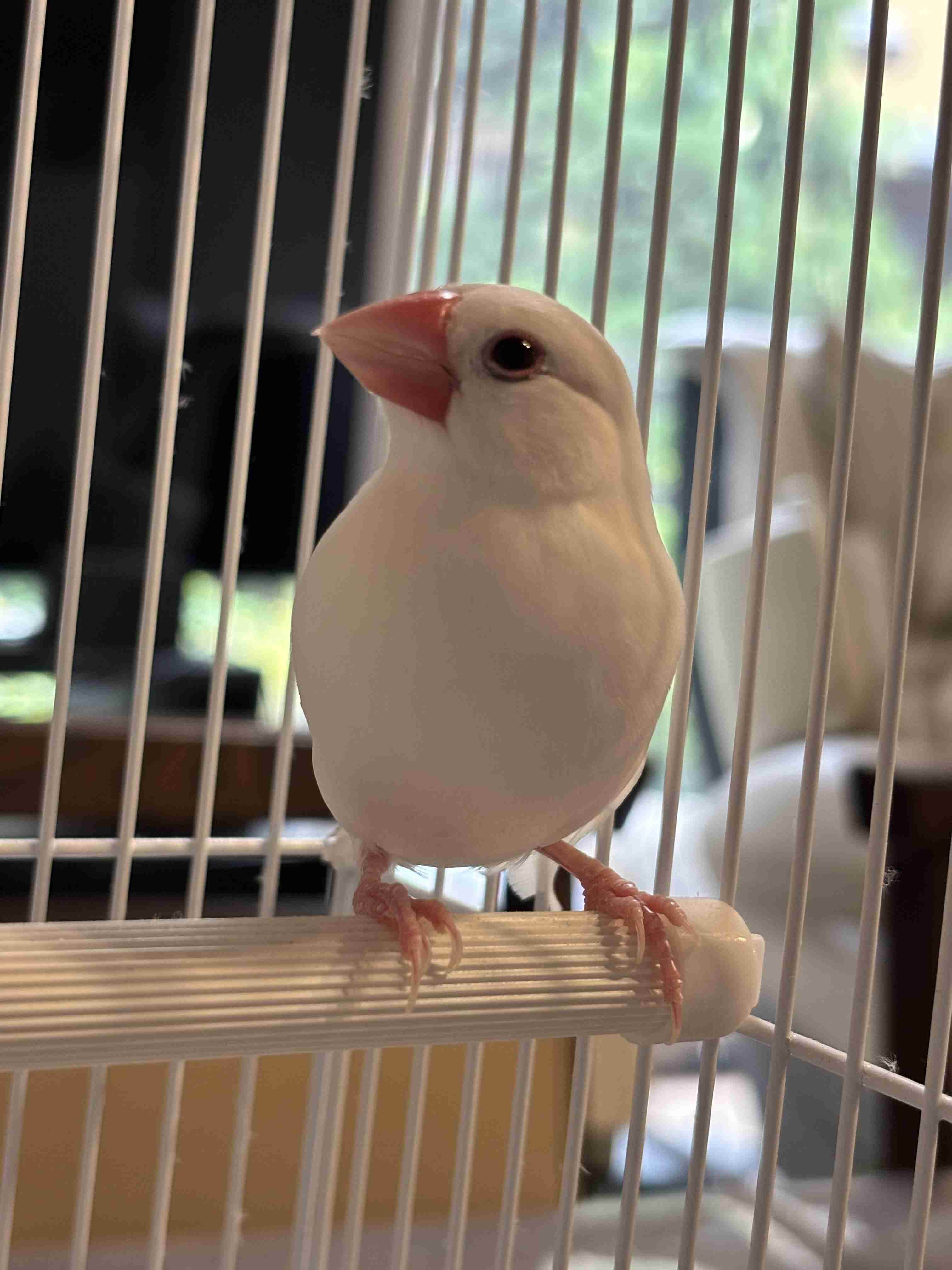 【オウム・インコ】鳥を飼っている人・鳥が好きな人【文鳥・梟】part5