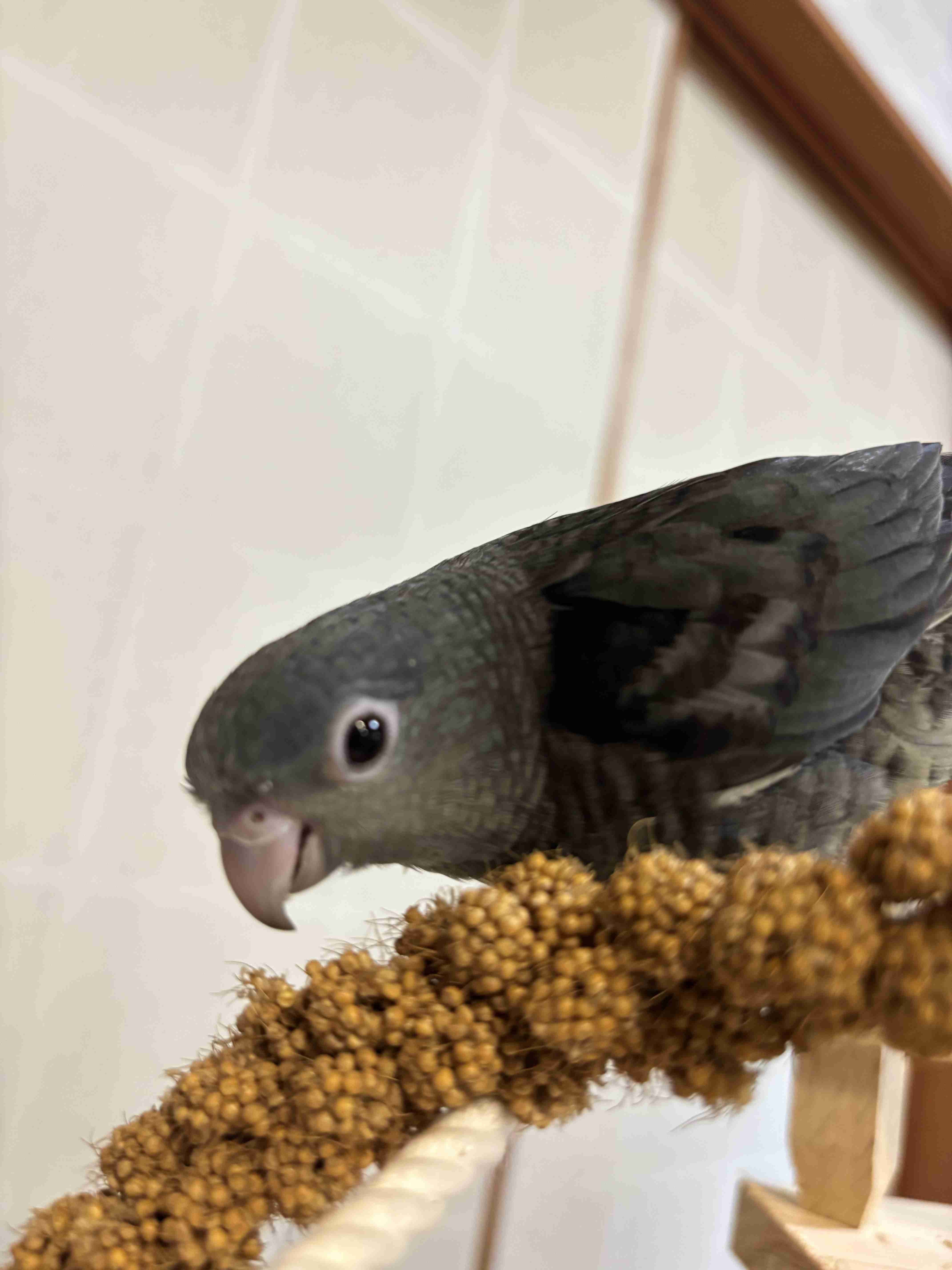 【オウム・インコ】鳥を飼っている人・鳥が好きな人【文鳥・梟】part5