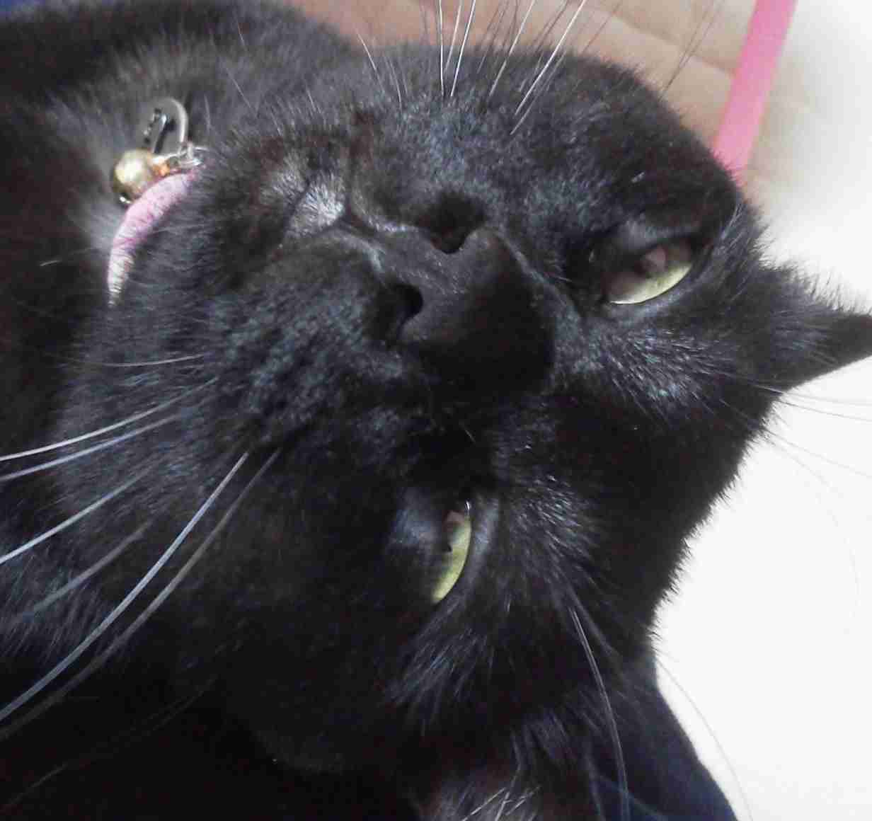 この世のなによりも猫が好きな人と話したい