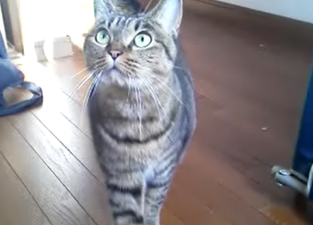 この世のなによりも猫が好きな人と話したい