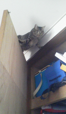 この世のなによりも猫が好きな人と話したい