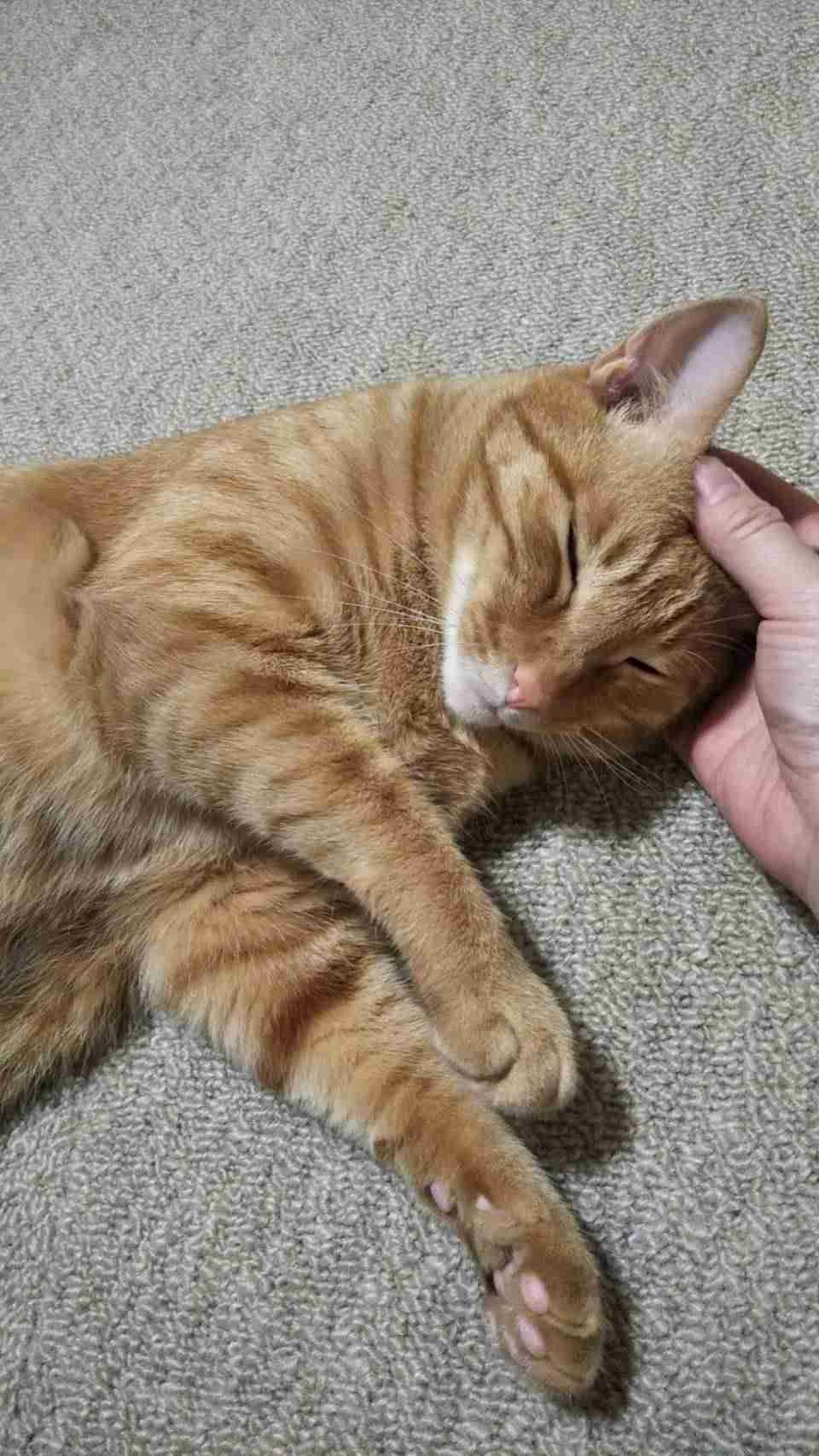 この世のなによりも猫が好きな人と話したい