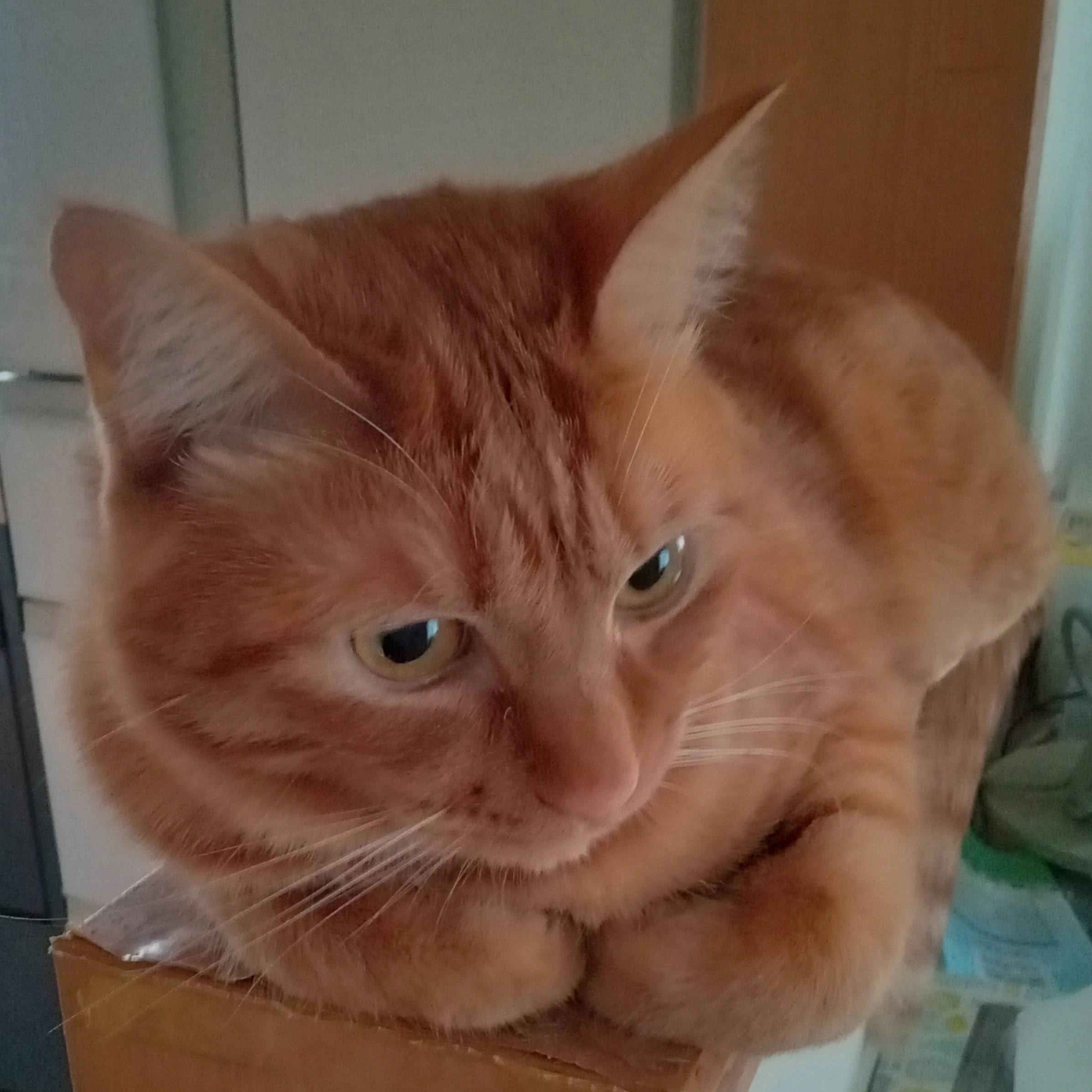 この世のなによりも猫が好きな人と話したい