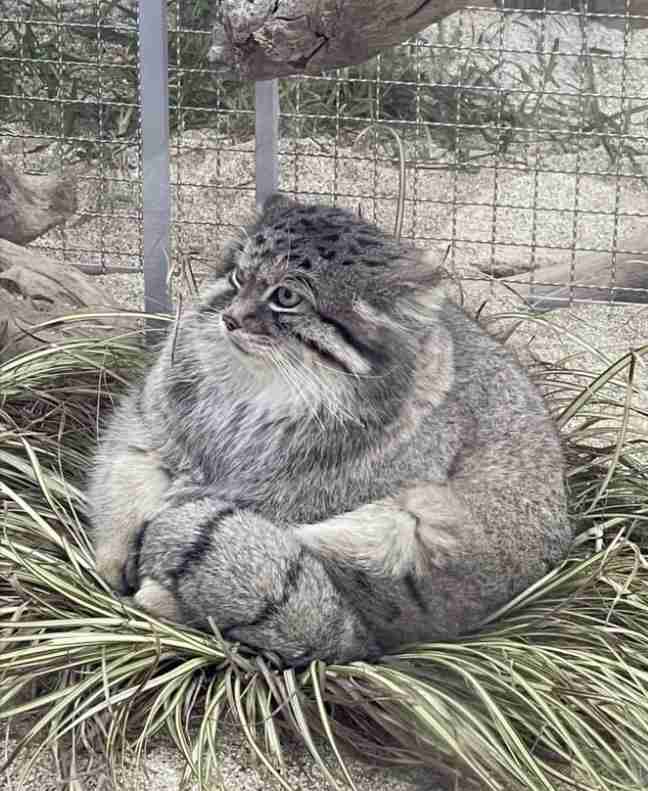 この世のなによりも猫が好きな人と話したい