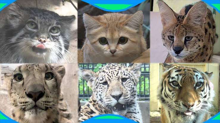 この世のなによりも猫が好きな人と話したい