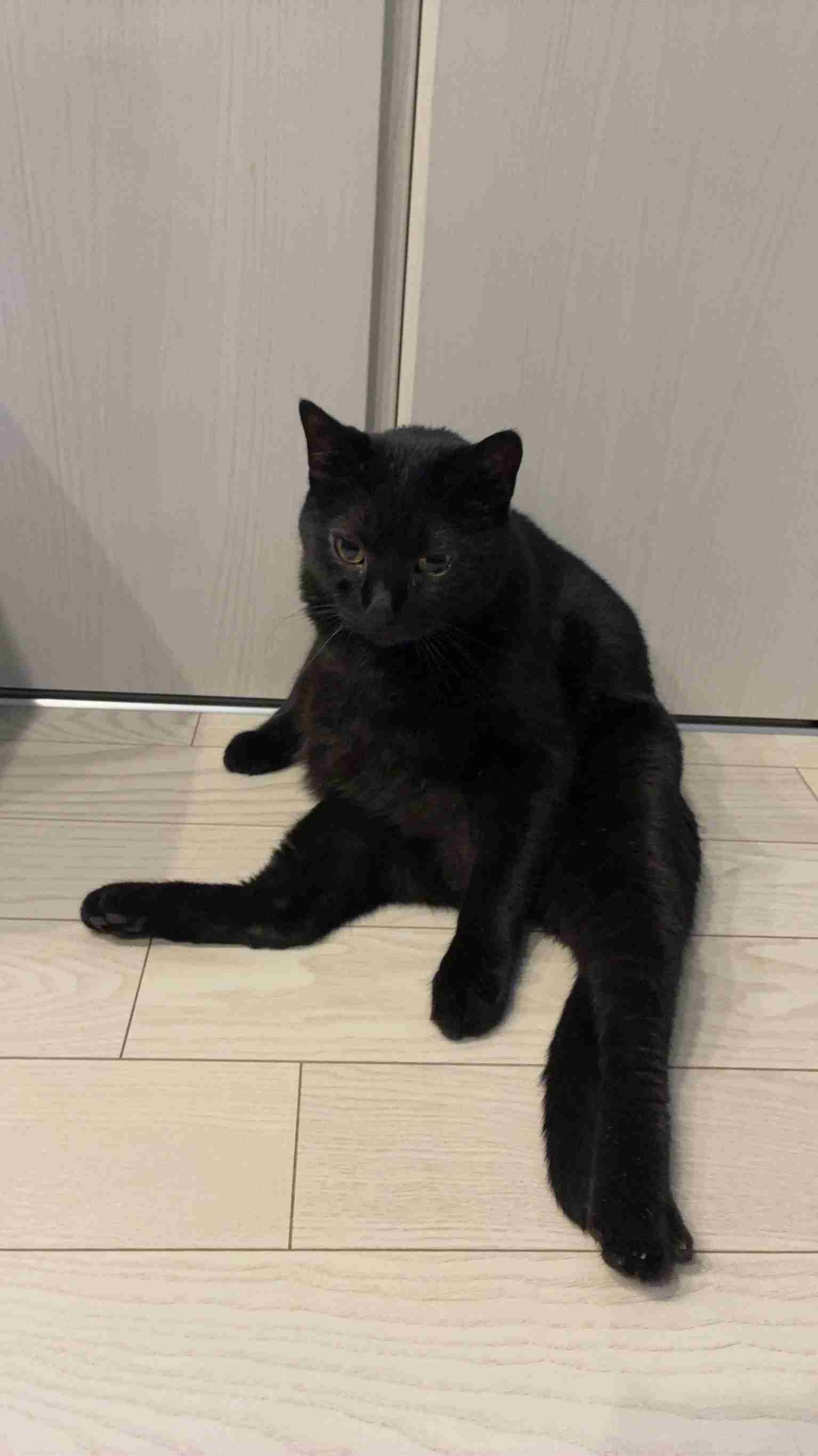 この世のなによりも猫が好きな人と話したい