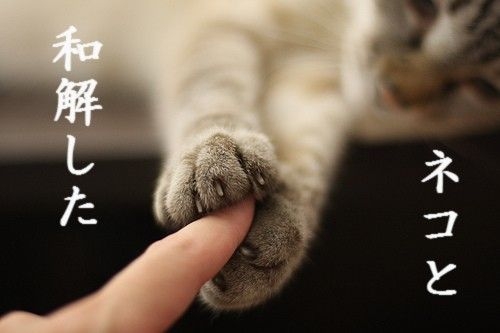 この世のなによりも猫が好きな人と話したい
