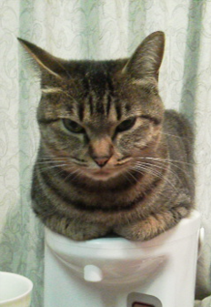 この世のなによりも猫が好きな人と話したい
