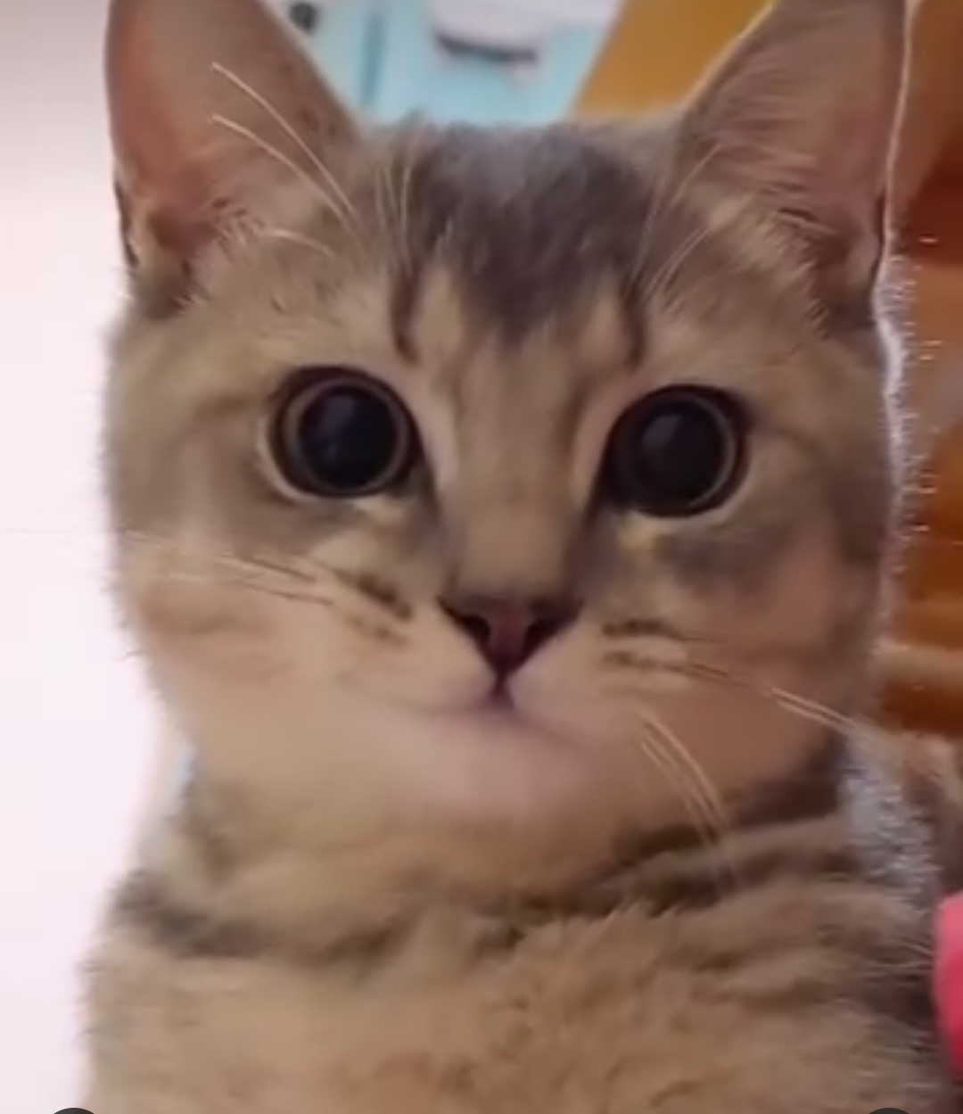 この世のなによりも猫が好きな人と話したい