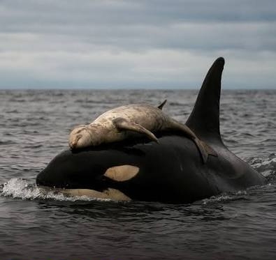 嘆きの母イルカ、死んだ我が子と寄り添い数日泳ぐ姿を観察　西オーストラリア