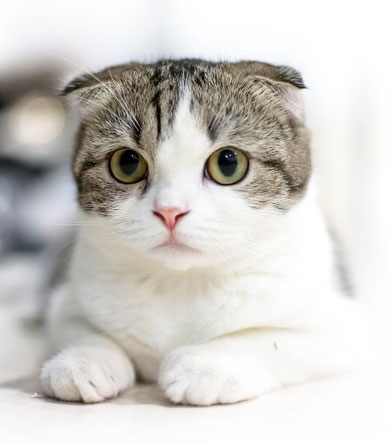 【妄想】「なりたい、そういうふうに」って対象、ありますか?