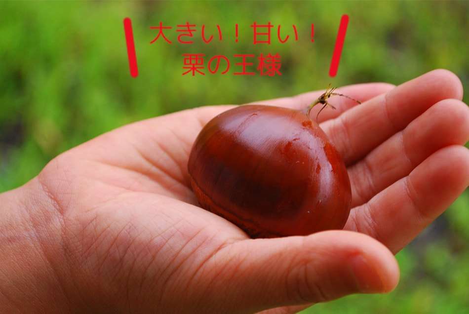 この秋、食べたいもの