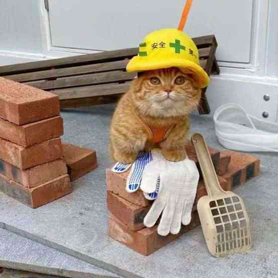 現場猫が誕生。ショベルカーに潜んでいた子猫が救助され、作業員の家族になる