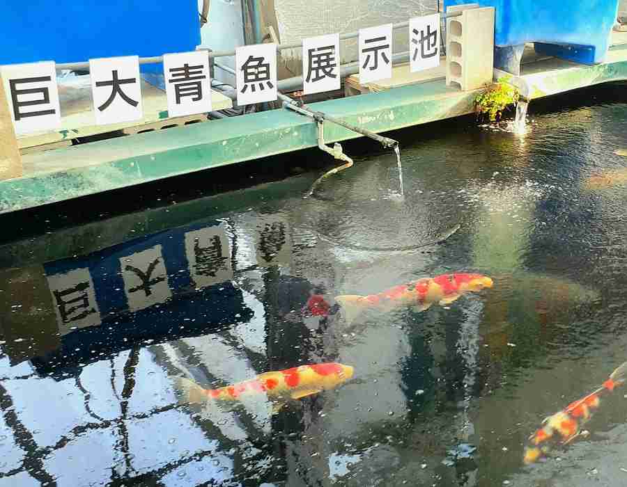 「水が引かないと何もできない」印旛沼・堤防決壊で65年の歴史ある養魚場が浸水 錦鯉など約10万匹が“逃げ出し”被害総額は10億円にも 養魚場の代表「魚の回収ほぼ不可能」 復旧見通し立たず