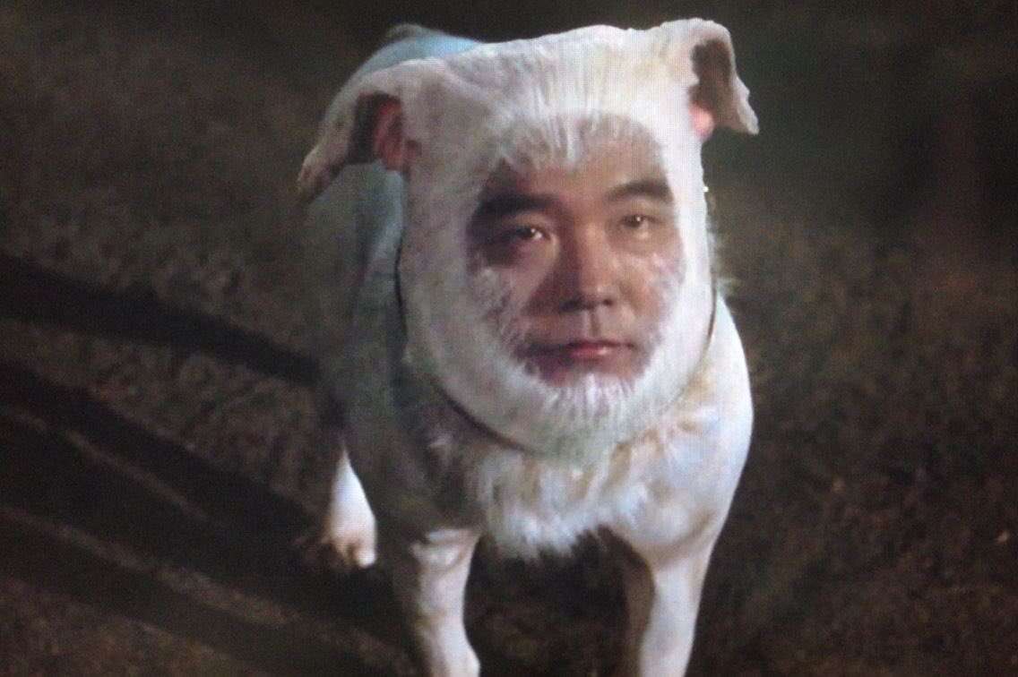 小型犬をお迎えしたい!