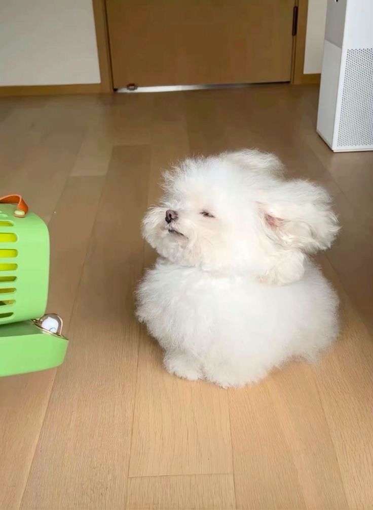 小型犬をお迎えしたい!