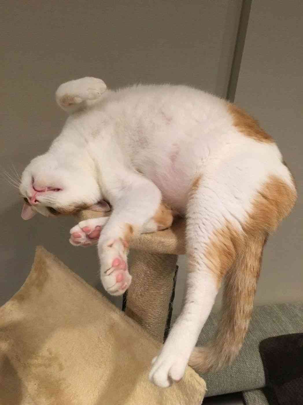 寝返ったもの教えてください