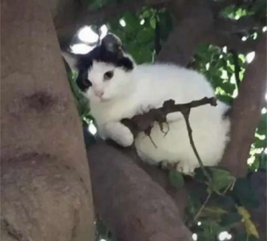 動物の可愛い、面白いエピソードや画像を貼るトピ