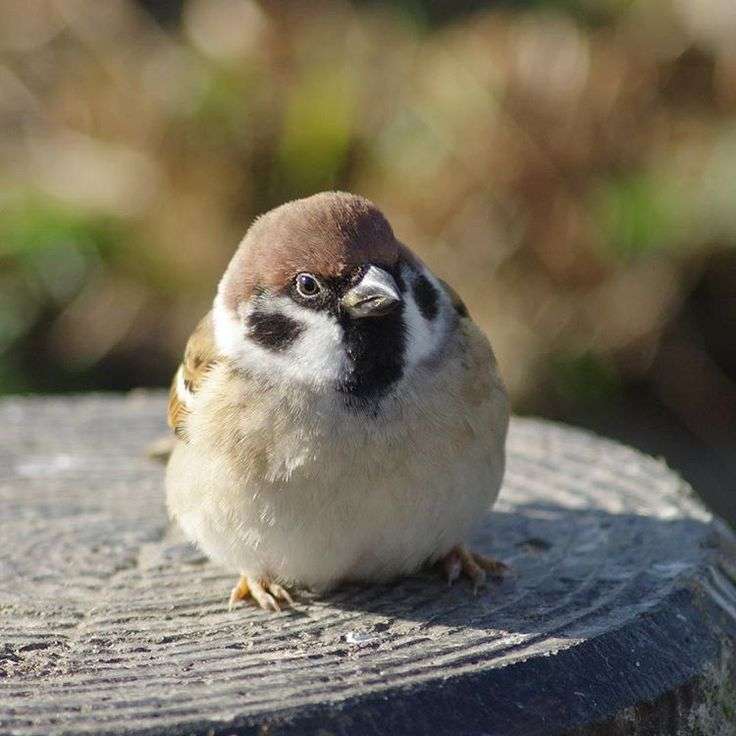 動物の可愛い、面白いエピソードや画像を貼るトピ