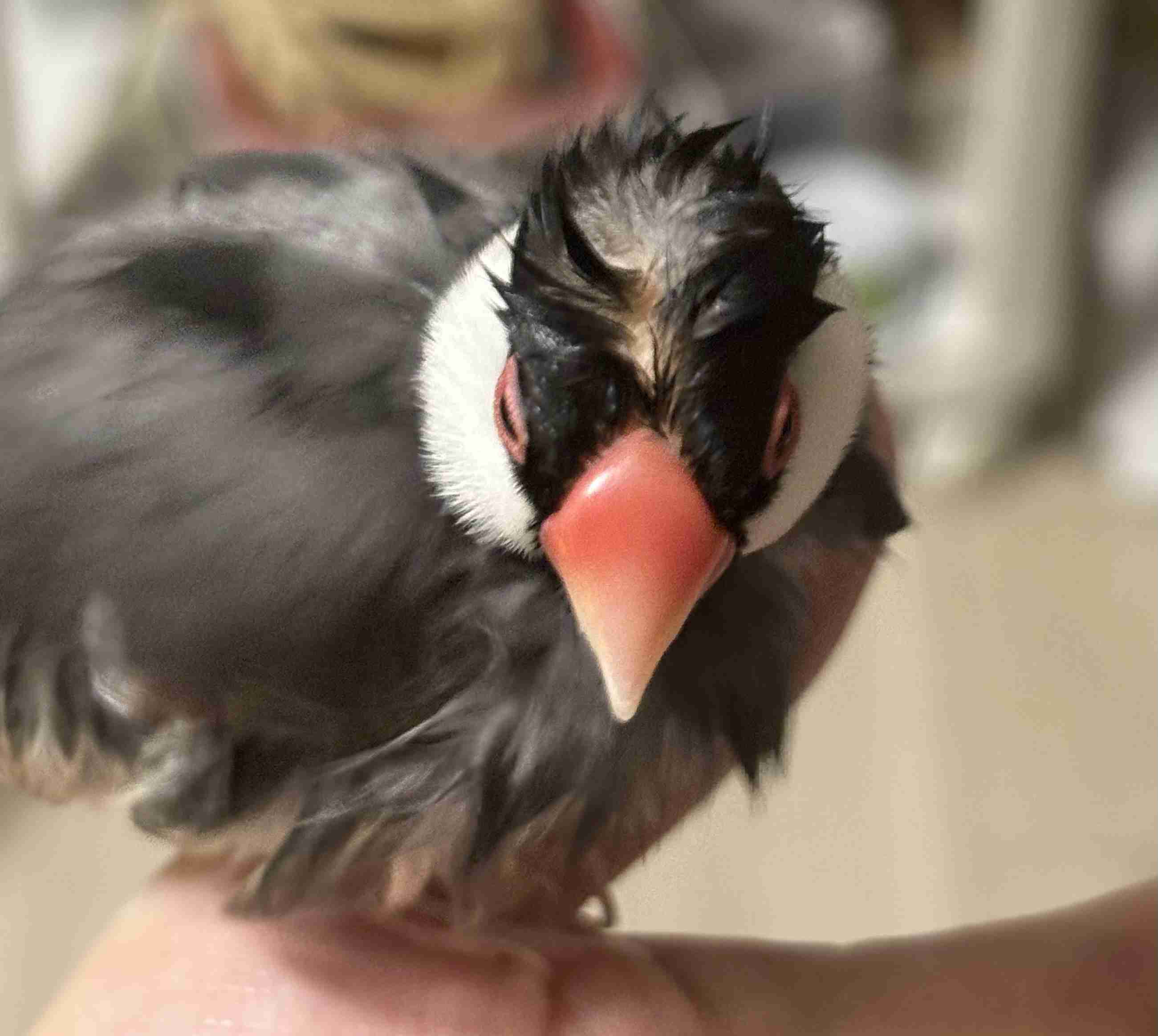 動物の可愛い、面白いエピソードや画像を貼るトピ