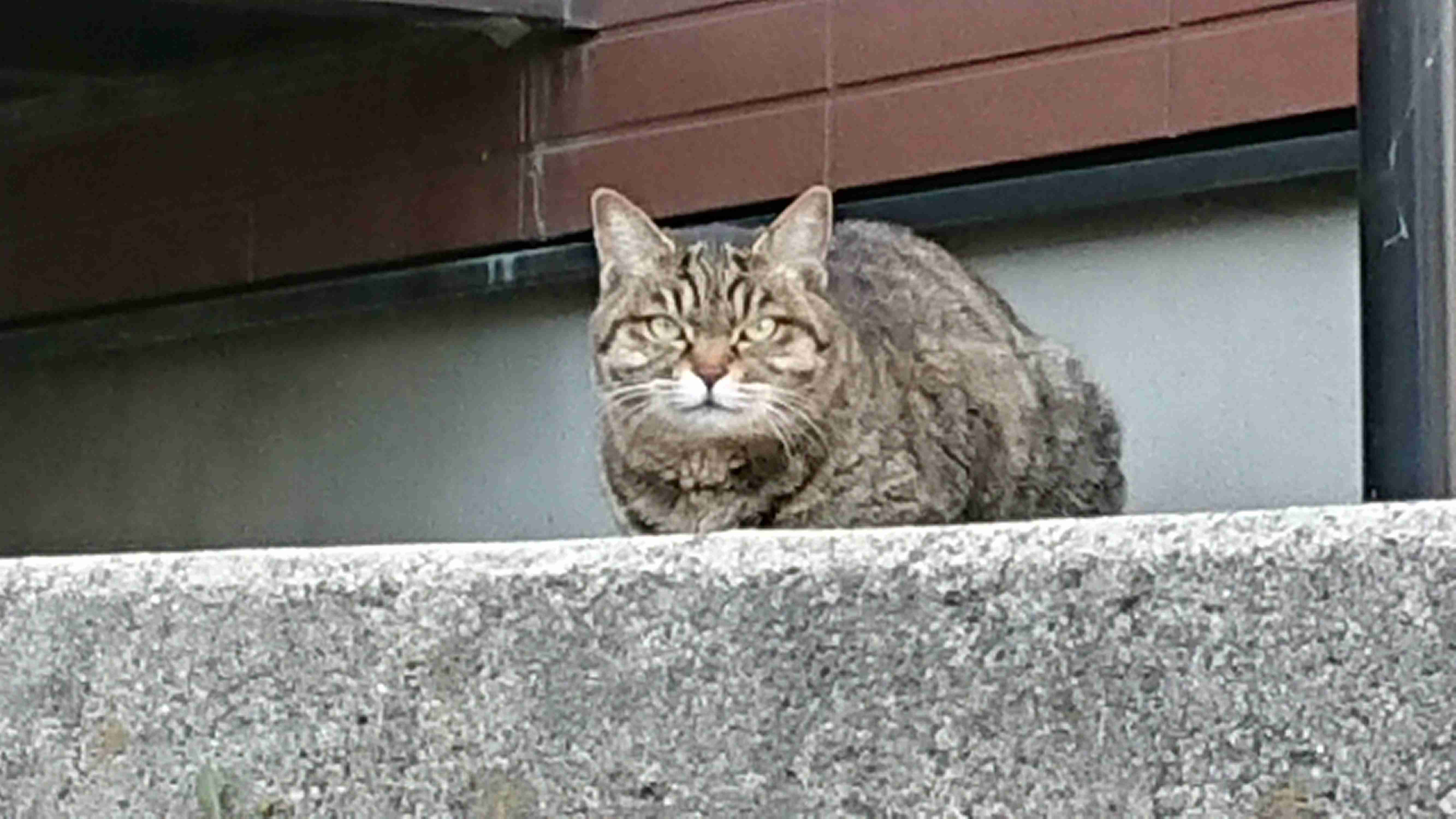 動物の可愛い、面白いエピソードや画像を貼るトピ