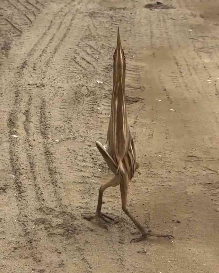 動物の可愛い、面白いエピソードや画像を貼るトピ