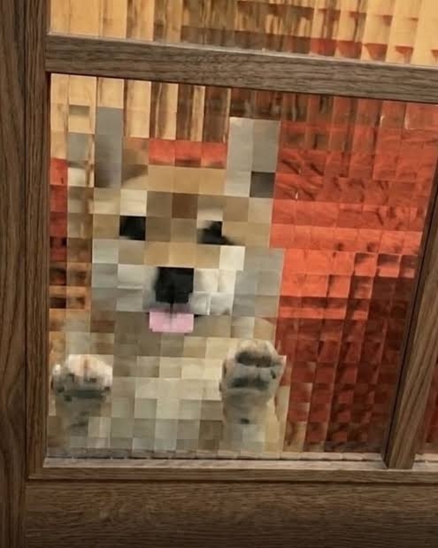 動物の可愛い、面白いエピソードや画像を貼るトピ