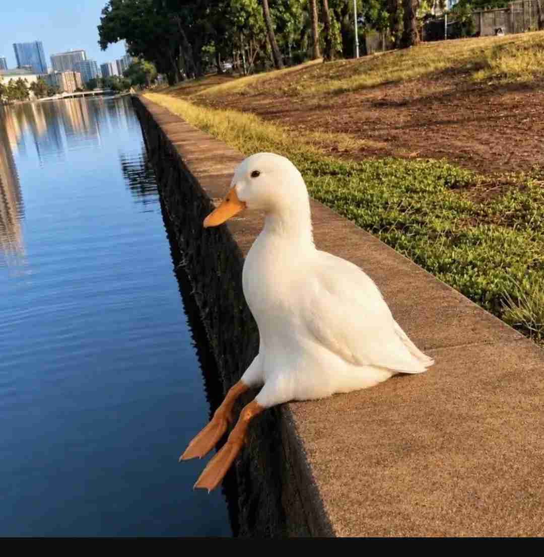 動物の可愛い、面白いエピソードや画像を貼るトピ