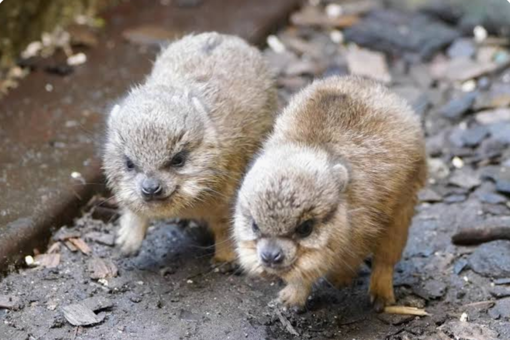 動物の可愛い、面白いエピソードや画像を貼るトピ